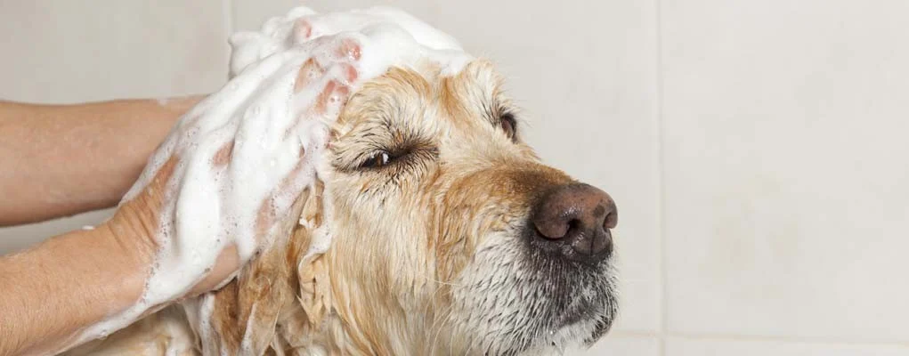 dog shampoo
